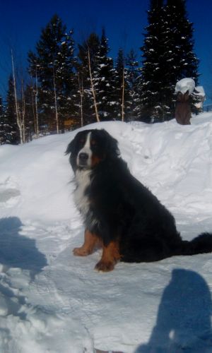 Dog Photo