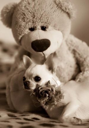 Dog Photo