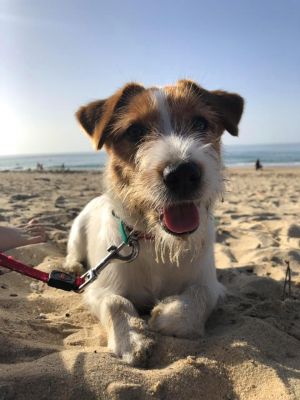 Dog Photo