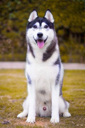 Dog Photo