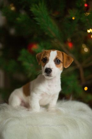 Dog Photo