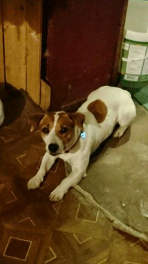 Dog Photo