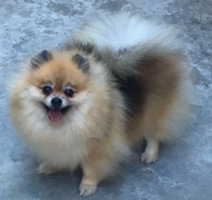 Dog Photo