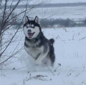 Dog Photo