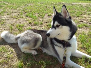 Dog Photo