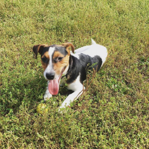 Dog Photo