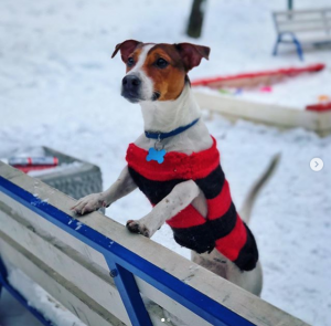 Dog Photo