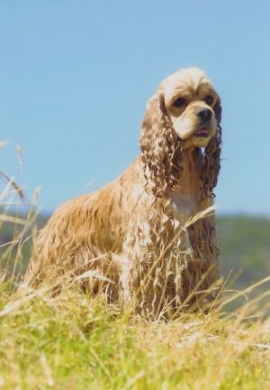 Dog Photo