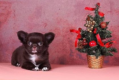 Dog Photo