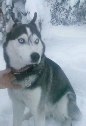 Dog Photo