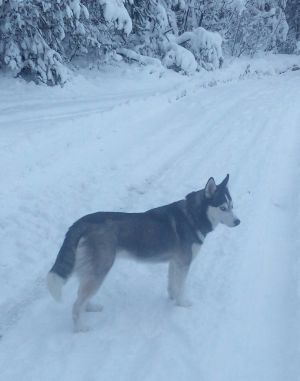 Dog Photo