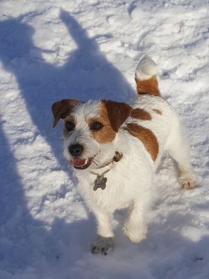 Dog Photo