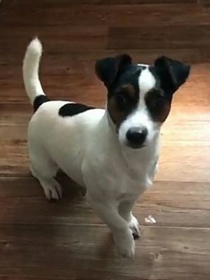 Dog Photo