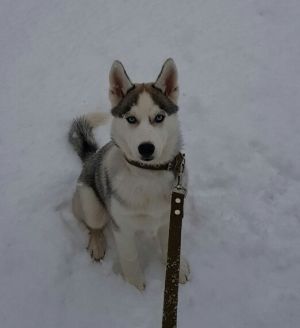Dog Photo