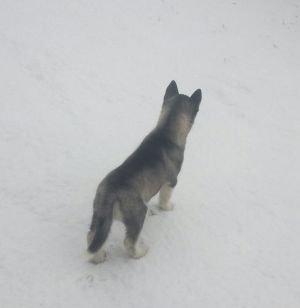 Dog Photo