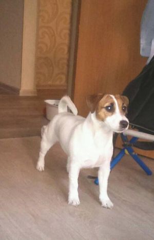 Dog Photo