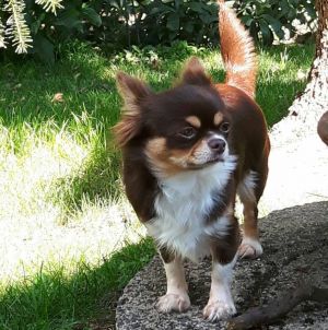 Dog Photo