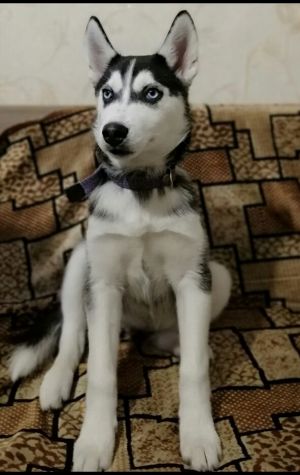 Dog Photo