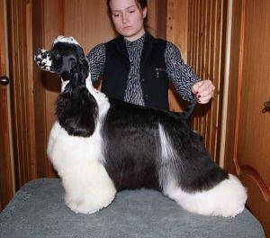 Dog Photo