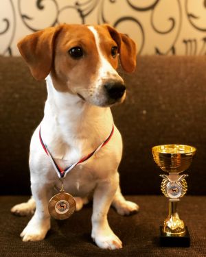 Dog Photo