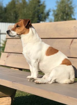 Dog Photo