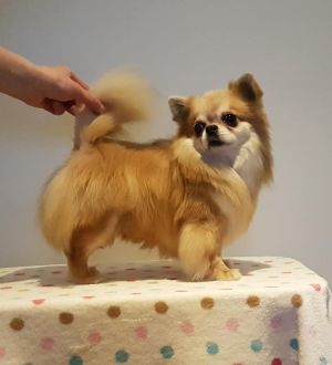 Dog Photo