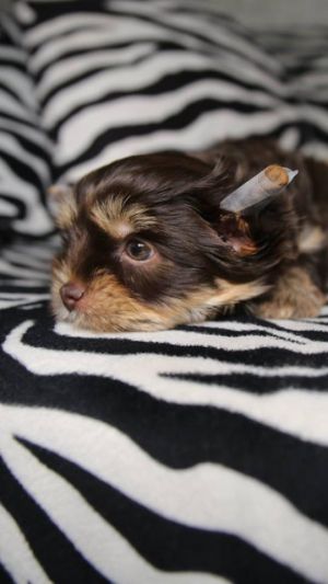 Dog Photo