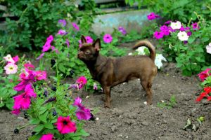 Dog Photo