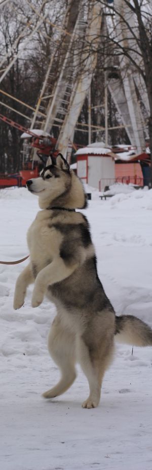 Dog Photo