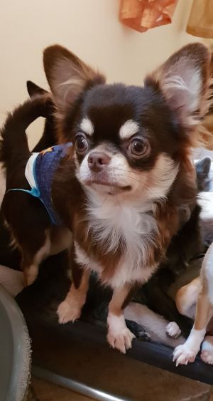 Dog Photo