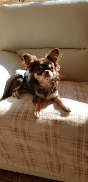 Dog Photo