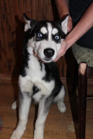 Dog Photo