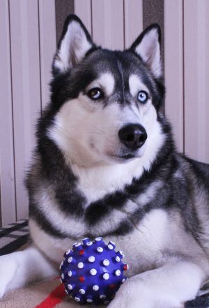 Dog Photo