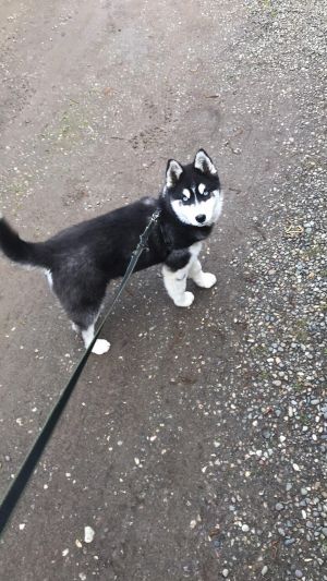 Dog Photo
