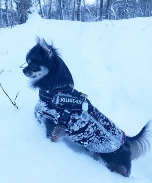 Dog Photo