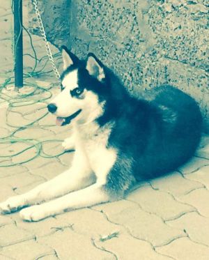 Dog Photo