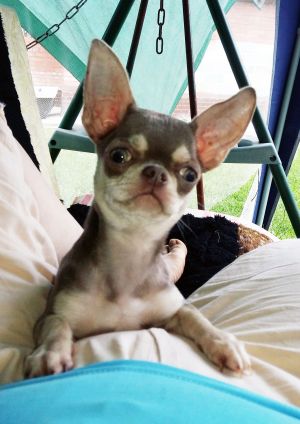 Dog Photo