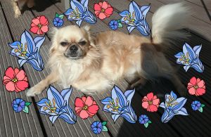 Dog Photo