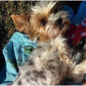 Dog Photo