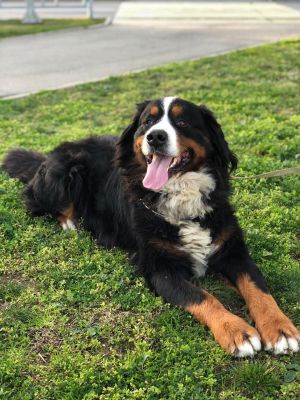 Dog Photo