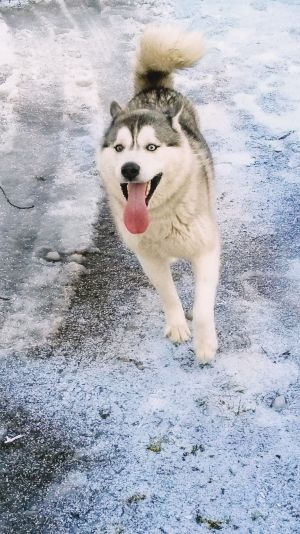 Dog Photo
