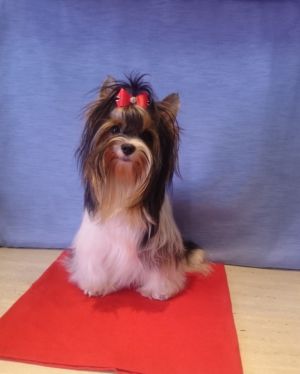 Dog Photo