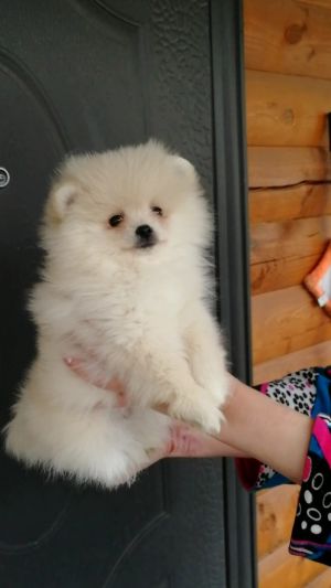 Dog Photo