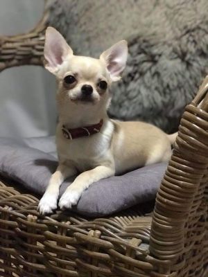 Dog Photo
