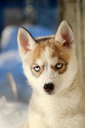 Dog Photo