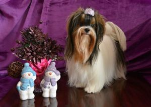 Dog Photo