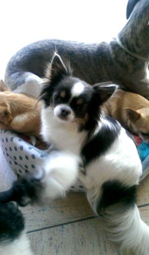 Dog Photo