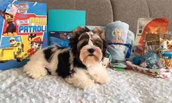 Dog Photo
