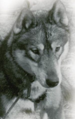 Dog Photo