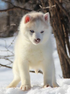Dog Photo
